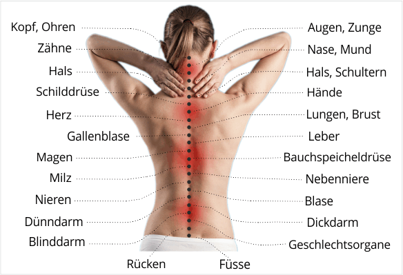 Wirbelsäulenpunkte die Organe und ganze Körperbereiche beeinflussen